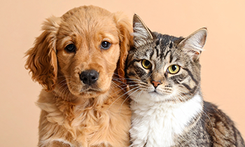 愛犬・愛猫の命を守るための「防災セット」！災害前に飼い主ができること