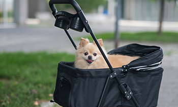 ペットカートは暑さ対策にも便利！犬・猫の夏のお散歩・お出かけに役立つ活用法