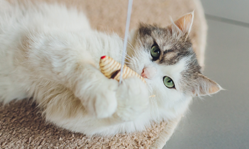 猫の遊び時間は足りてる？ひとり時間もふれあい時間も満たすおもちゃ選びのコツ