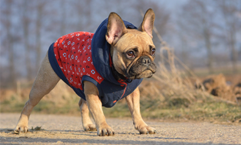 犬だって寒い！可愛いワンちゃんに我慢をさせない防寒アイテムと寒さ対策は？